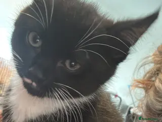 Mixed Breed cats Kitten - Advert 2