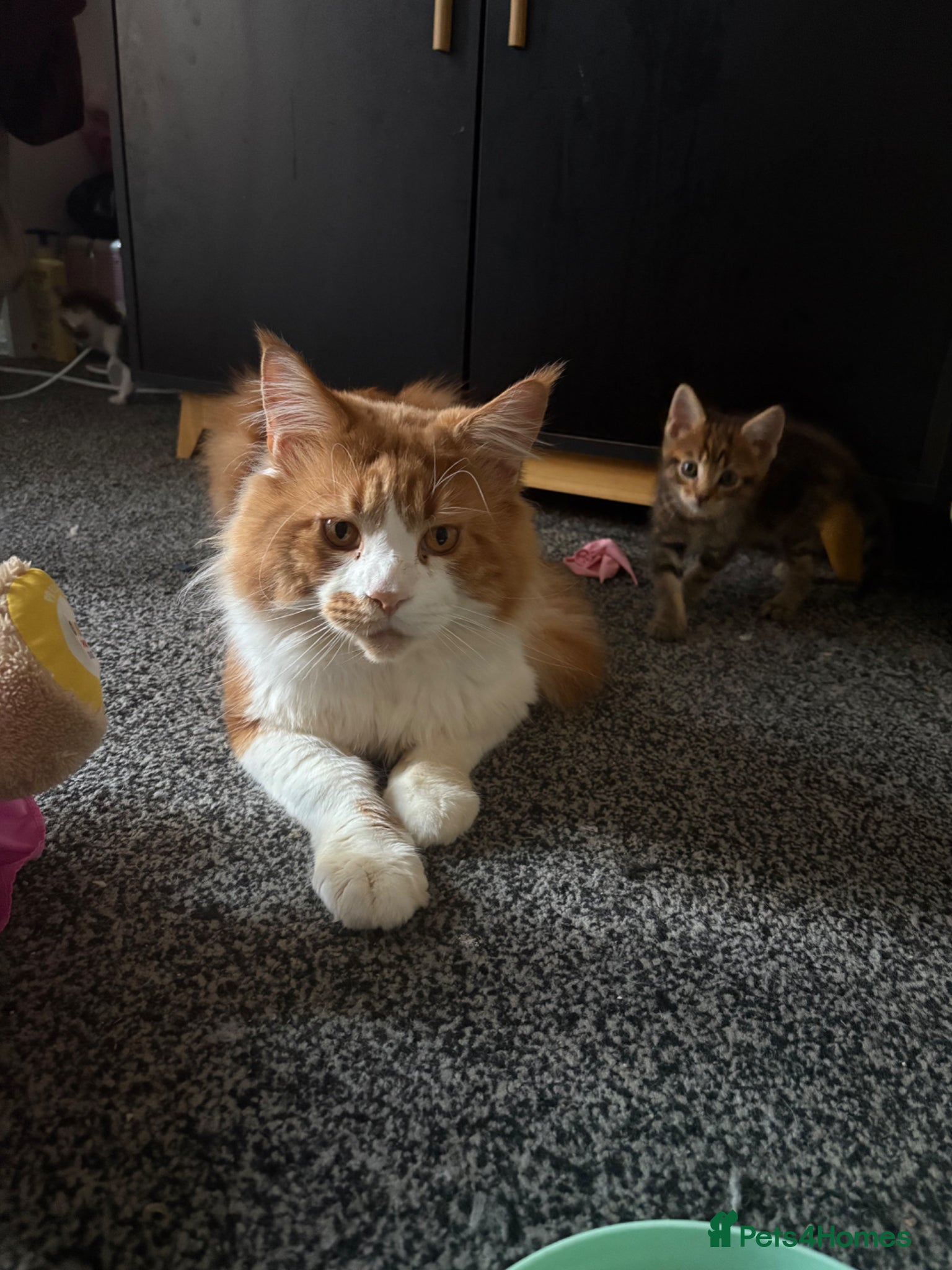 Maine Coon cats Mainecoon x bengal kittens - Advert 2