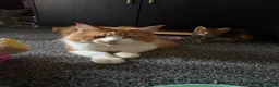 Maine Coon cats for sale: Mainecoon x bengal kittens - Advert 1