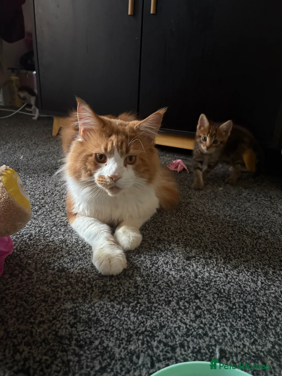 Maine Coon cats for sale: Mainecoon x bengal kittens - Advert 1
