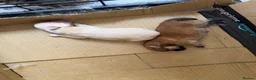 Pomeranian dogs for sale: Fluffy Pure bred small pomeranians in Ware - Advert 7