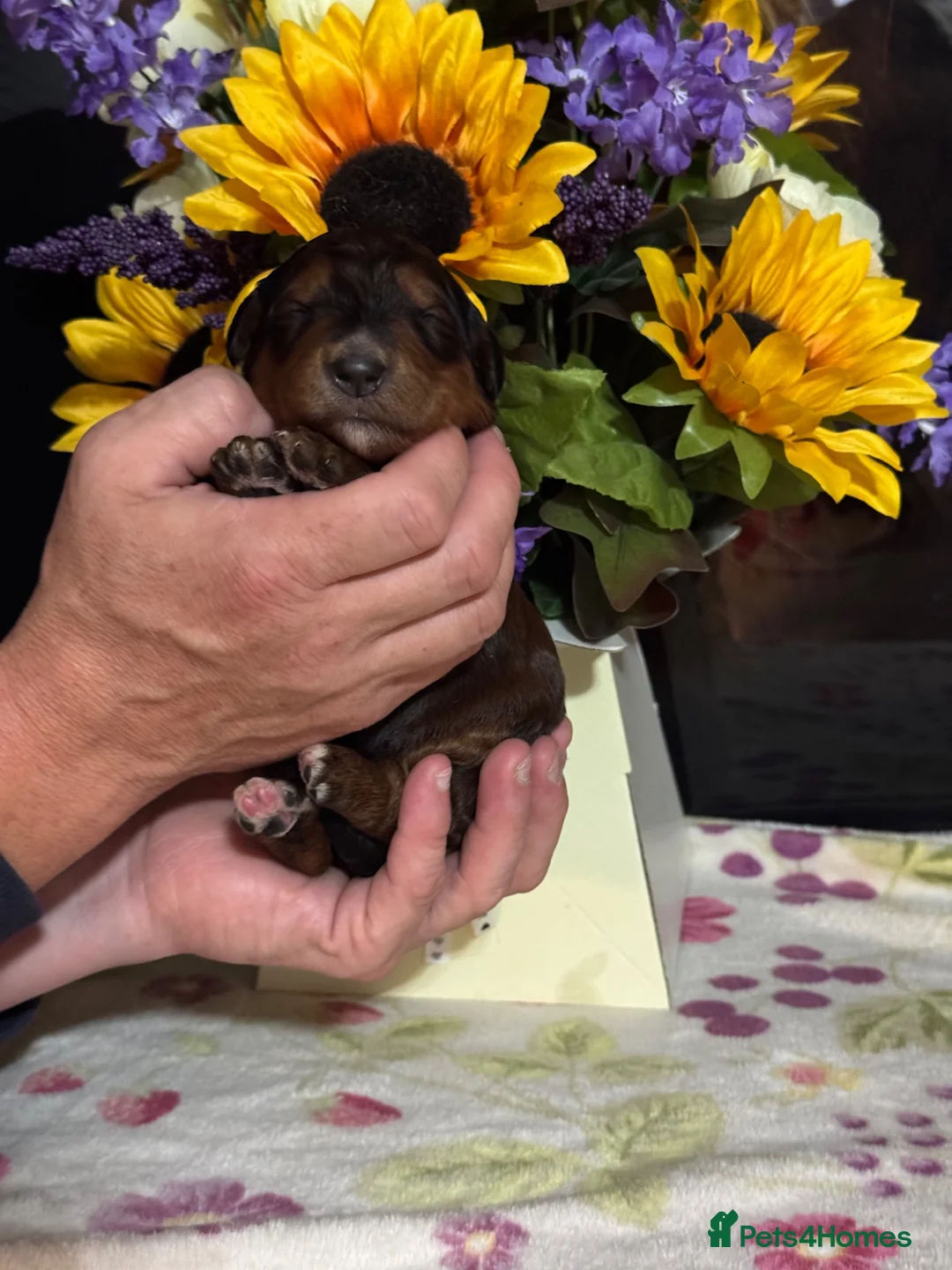 Bernedoodle dogs for sale: 6 gorgeous medium size bernedoodle puppies  - Advert 7