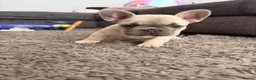 French Bulldog dogs for sale: Three stunning male French bulldogs for sale in Manchester - Advert 14