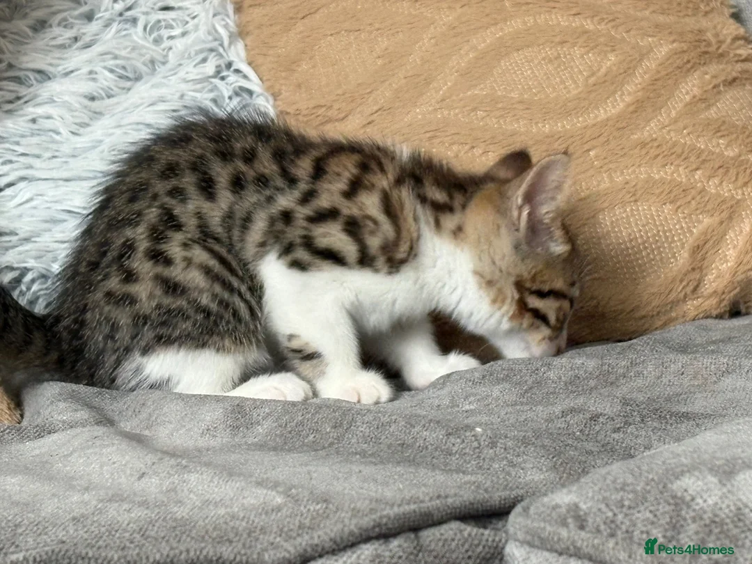 Bengal cats for sale: 🐾 2 Beautiful Bengal Cross Female Kittens  🐾 - Advert 1