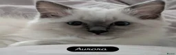 Ragdoll cats for sale: Beautiful Ragdoll boy  - Advert 2