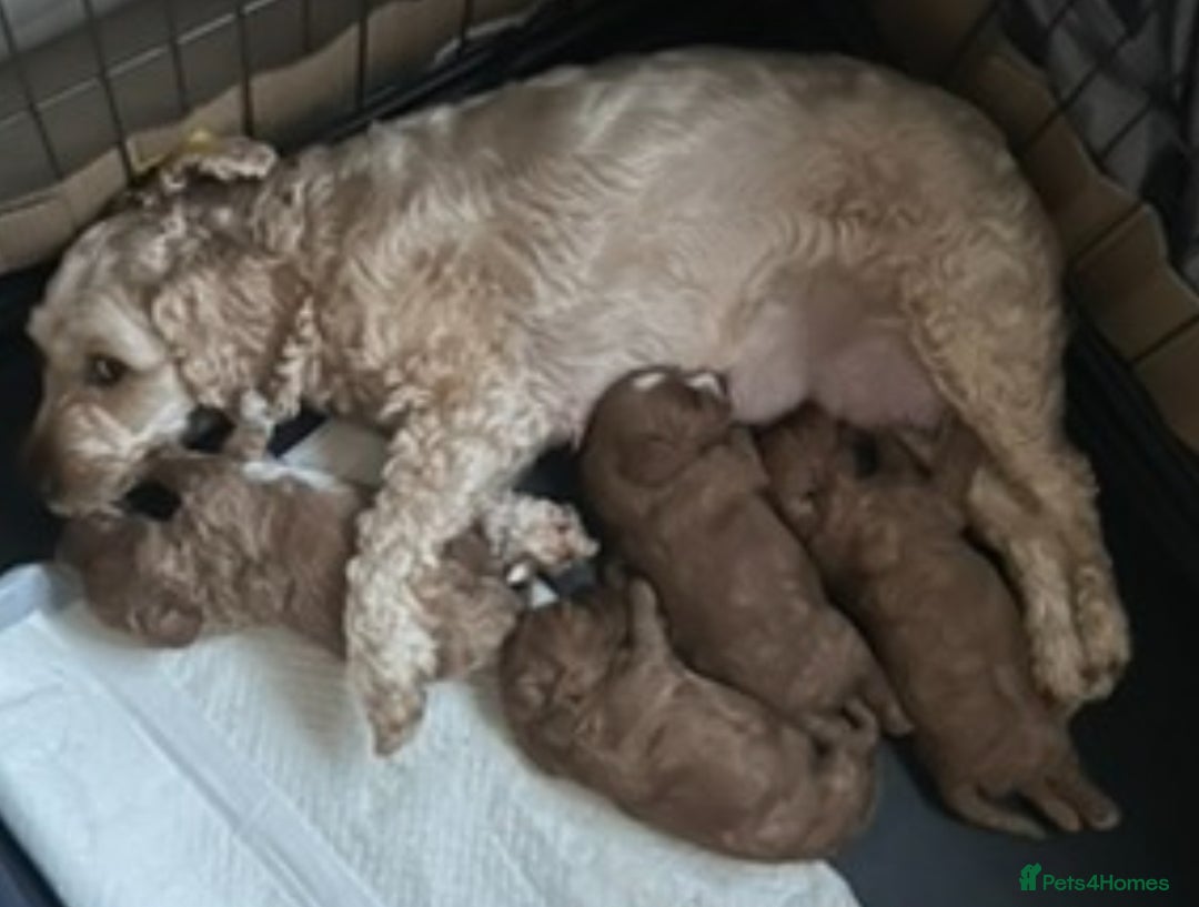 Cockapoo dogs for sale: 5 🌟 fox red cockapoo babies  ready  🏠 now 🐶 - Image 19