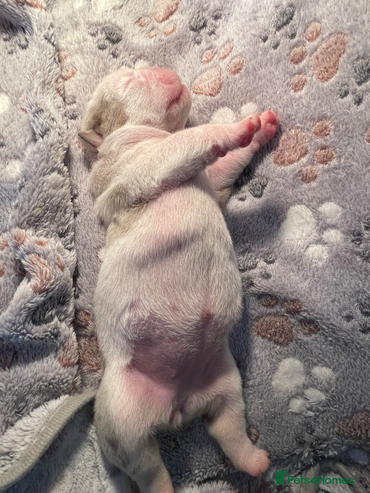 English Bulldog dogs English Bulldogs - Fluffy - KC registered  - Advert 2