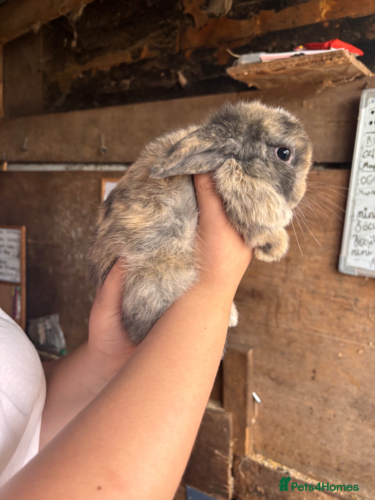 Mini Lop rabbits for sale: 2 beautiful baby’s rabbits for sale  - Advert 5