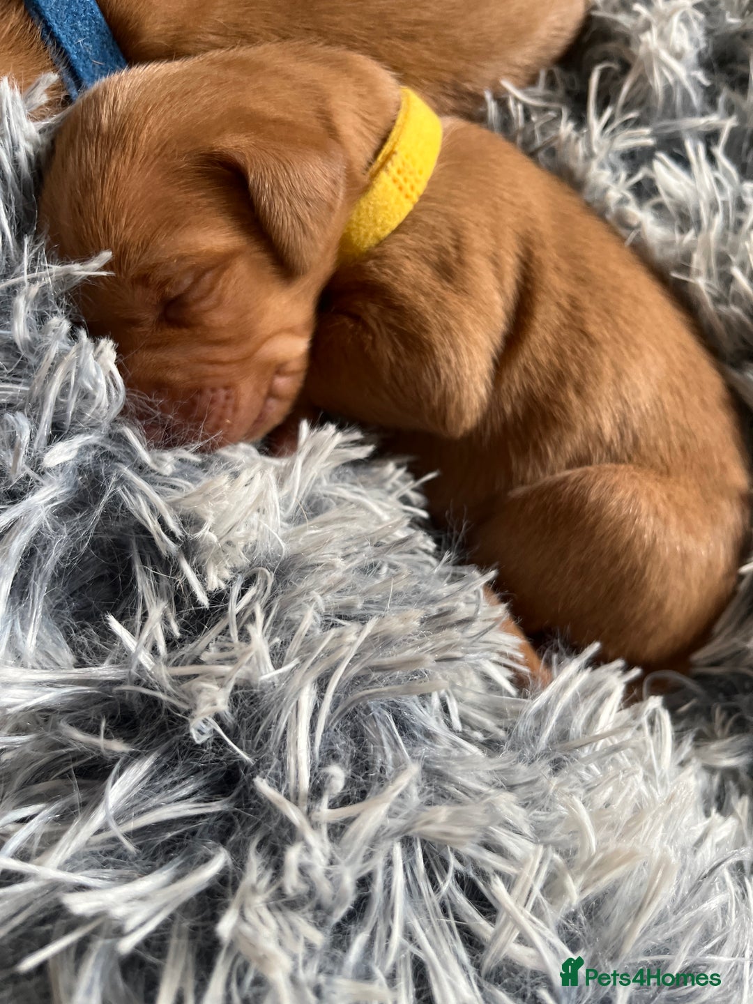 Hungarian Vizsla dogs for sale: 8 stunning Vizsla puppies  - Advert 10