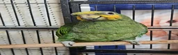 Parrots birds for sale: Birds/Parakeets/Parrots/Amazons  - Advert 1