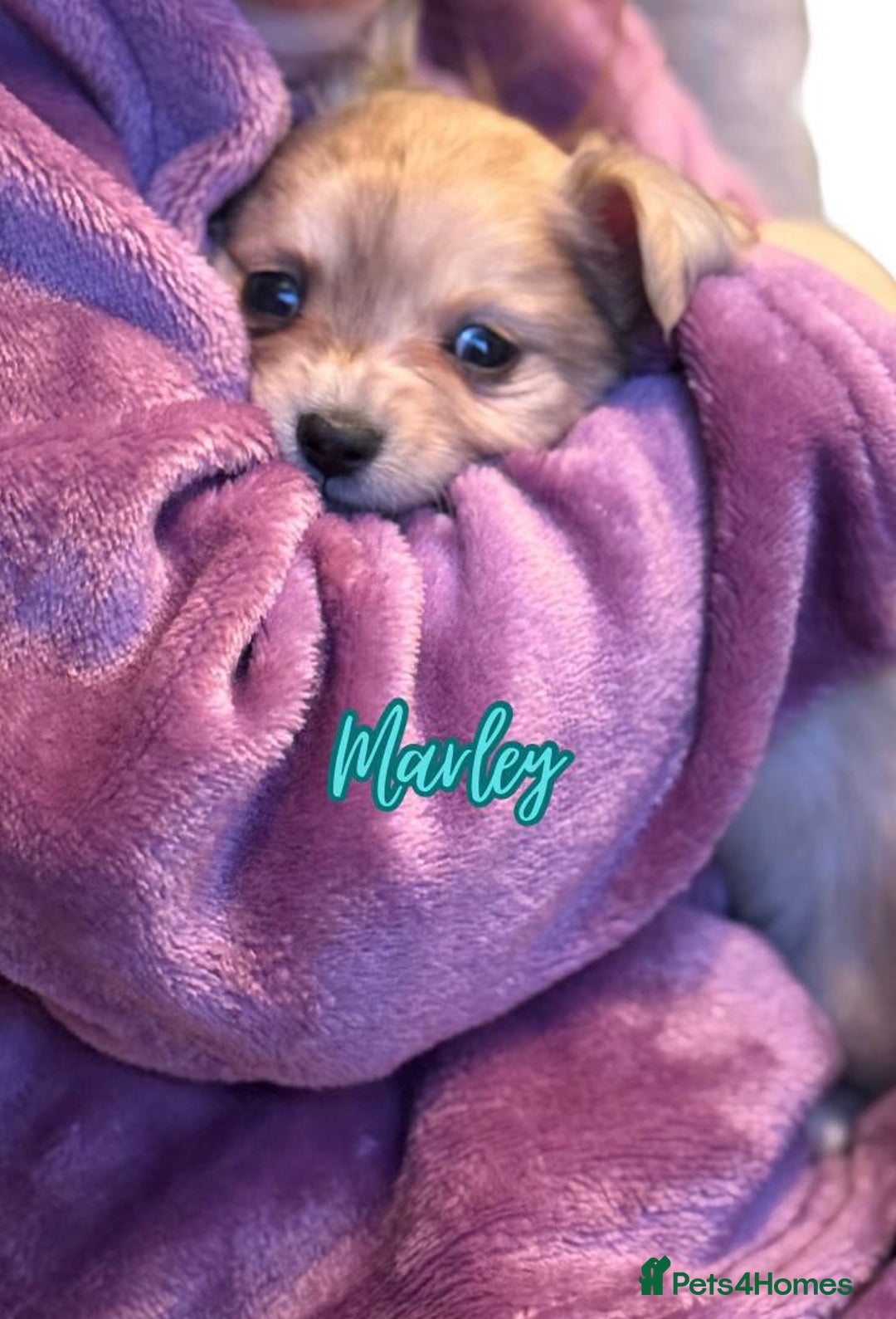 Chihuahua dogs for sale: Stunning longhaired Chihuahua puppies  - Image 10