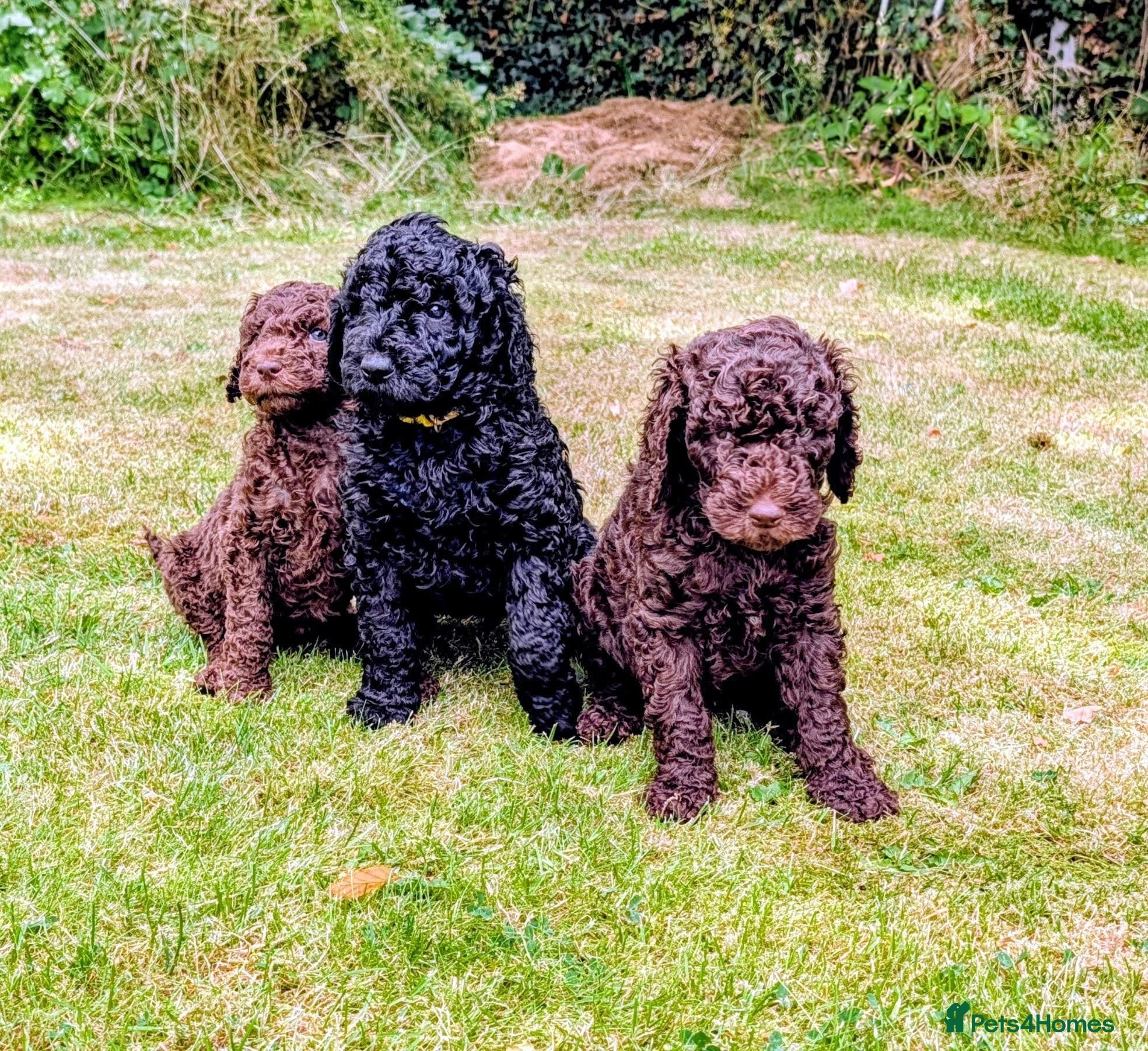 Standard Poodle dogs Exceptional RKC Registered Standard Poodle Puppies - Advert 1