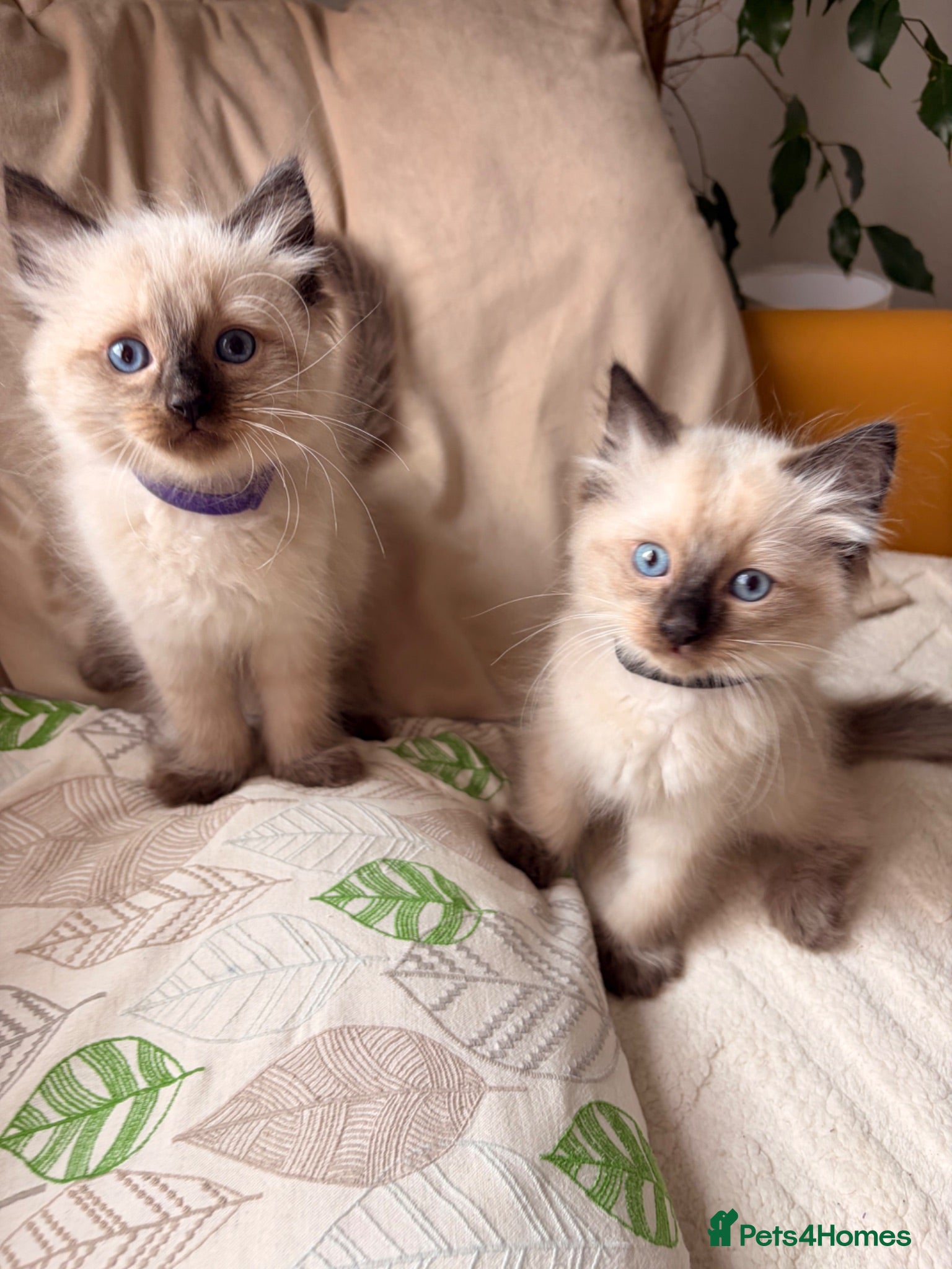 Ragdoll cats 🌸Pure Ragdoll kittens🌸 Ready Now🌸 - Advert 1