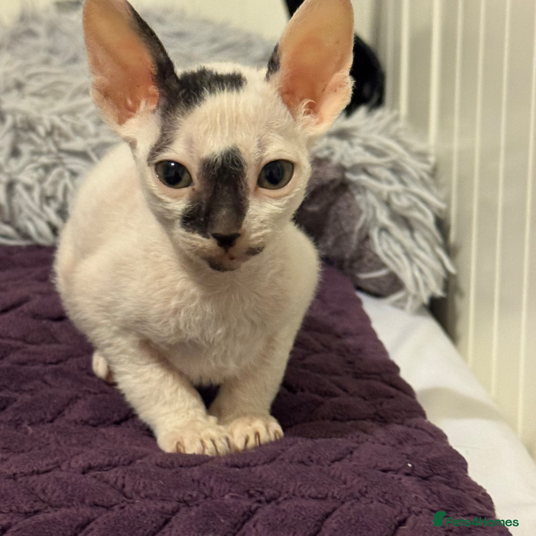 Cornish Rex cats Beautiful kittens one girl left - Advert 2