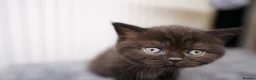 British Shorthair cats for sale: 🌟GCCF BSH Kittens Beautiful Variety of Colours 🌟 - Advert 23