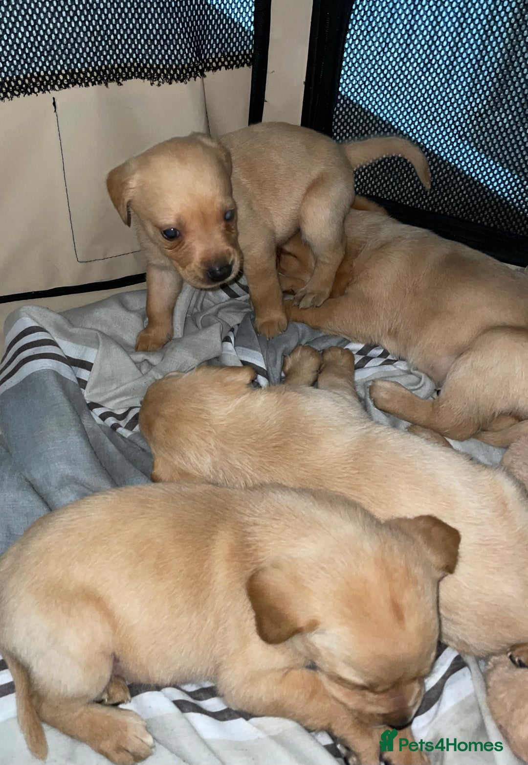 Labrador Retriever dogs for sale: Labrador puppies deposit secures - Advert 8