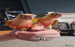 Conures birds for sale: Beautiful fully hand reared conure babys  - Image 3