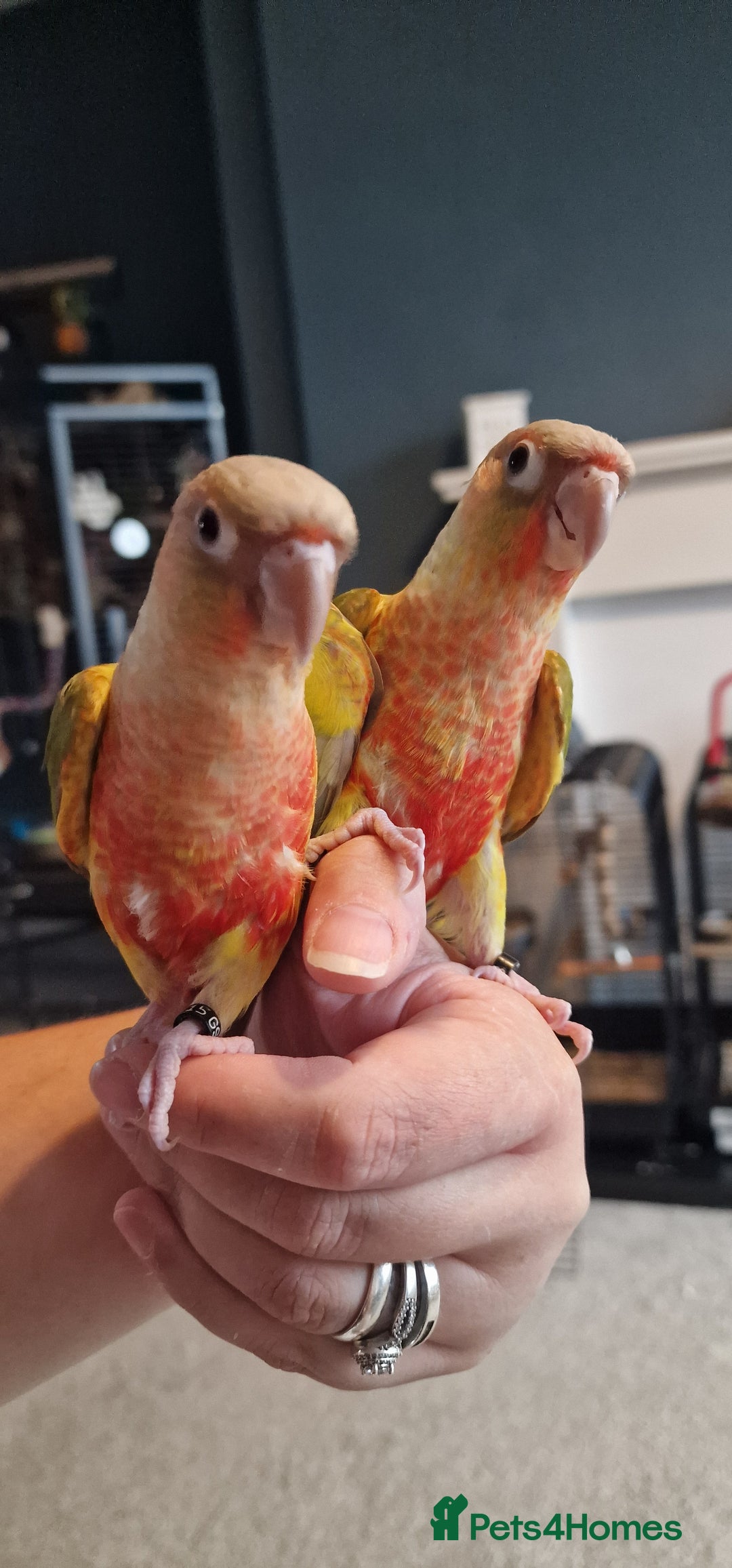 Conures birds for sale: Beautiful fully hand reared conure babys  - Image 3