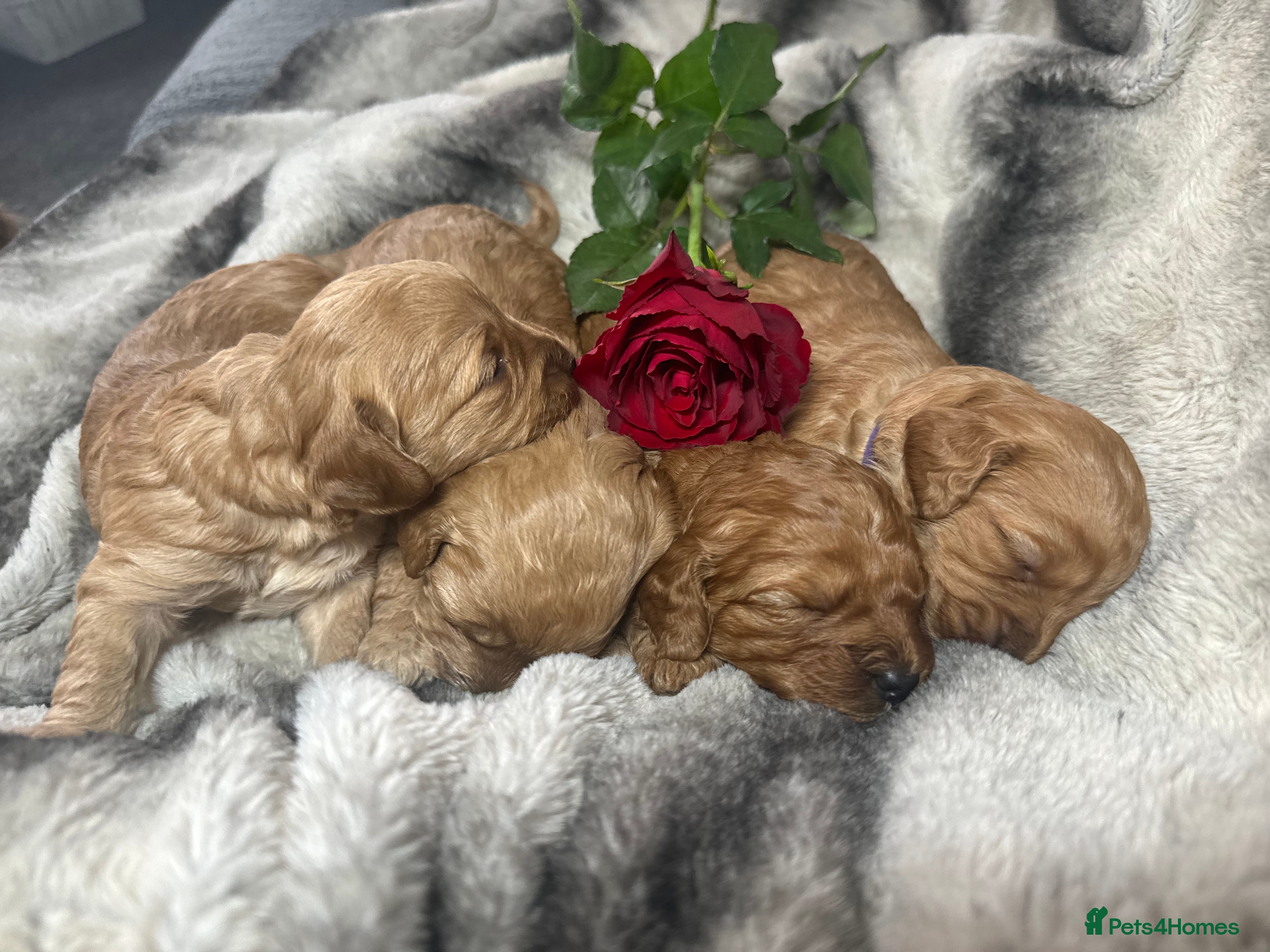 Cavapoo dogs Teddy bear F1B cavapoo - Advert 4