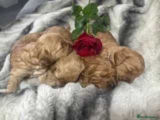 Cavapoo dogs Teddy bear F1B cavapoo - Advert 5