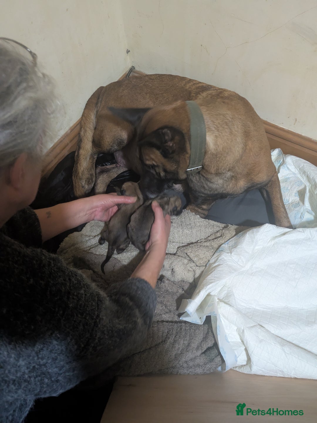 Belgian Shepherd Dog dogs for sale: Belgian Shepherd - Malinois  - Advert 35