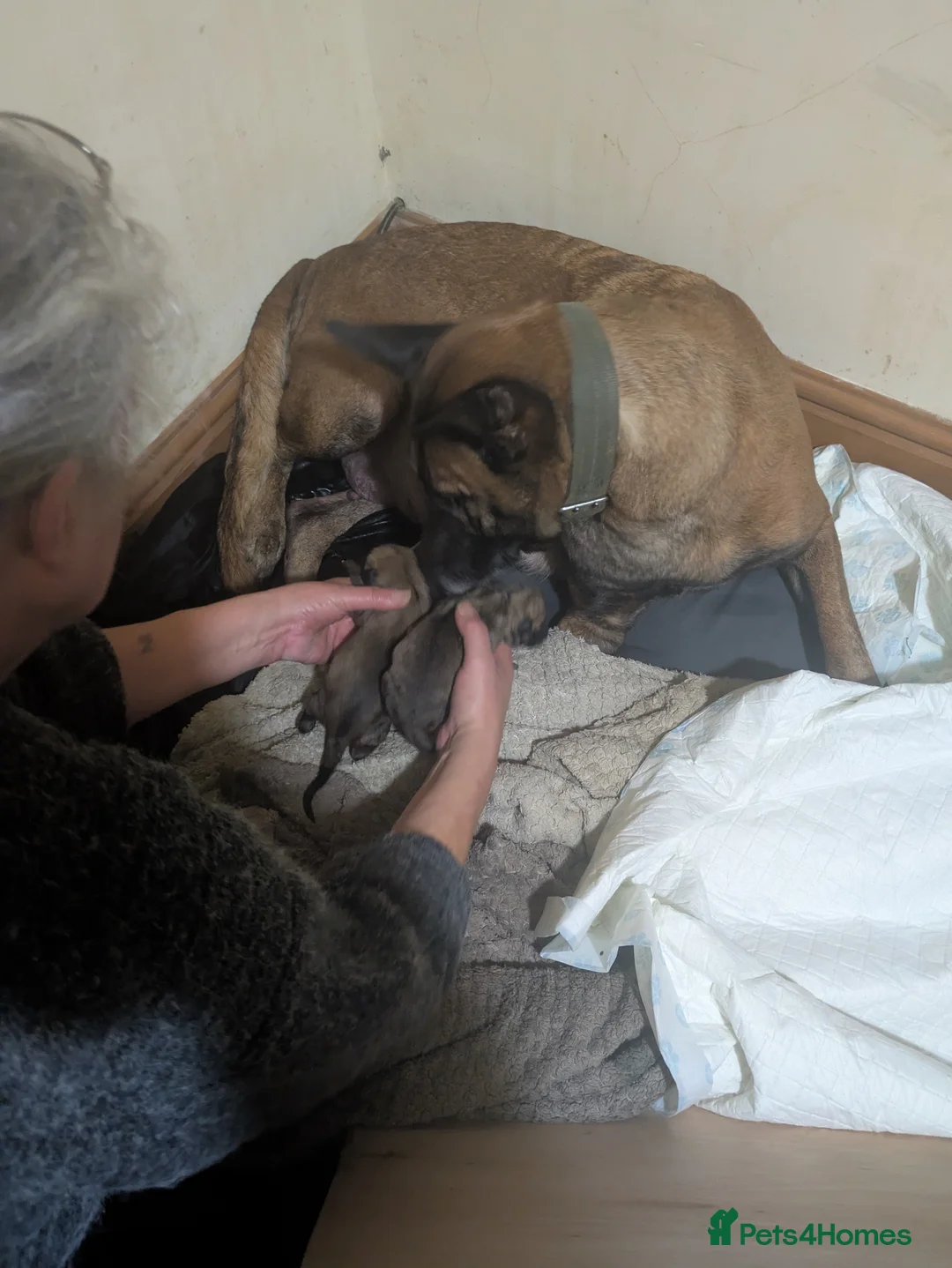 Belgian Shepherd Dog dogs for sale: Belgian Shepherd Puppies  - Advert 20