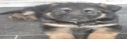 German Shepherd dogs for sale: German Shepherd pups - Advert 6