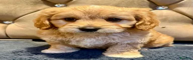 Maltipoo 2