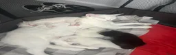 Turkish Van cats for sale: Beautiful Turkish van kittens for sale.  - Advert 36