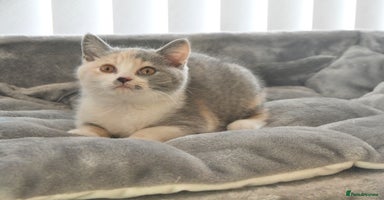 British Shorthair cats - Advert 8