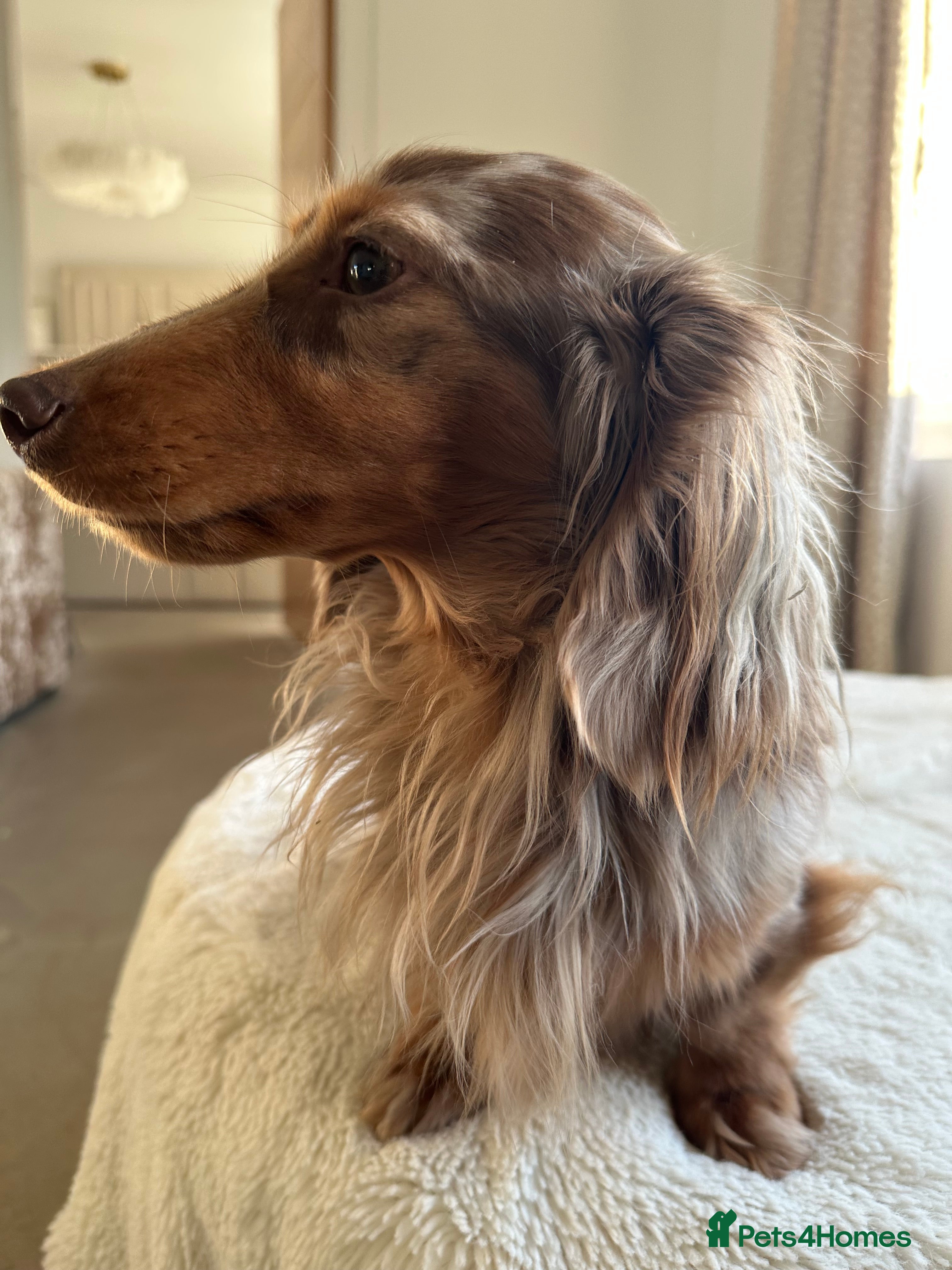 Miniature Dachshund dogs ✨HECTOR✨ MINI LONG HAIRED✨ CHOCOLATE DAPPLE ✨ - Advert 11