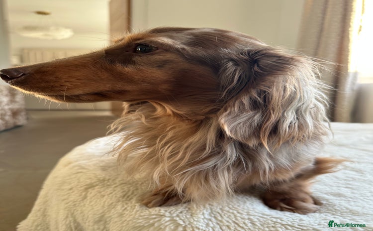 Miniature Dachshund dogs - Advert 1