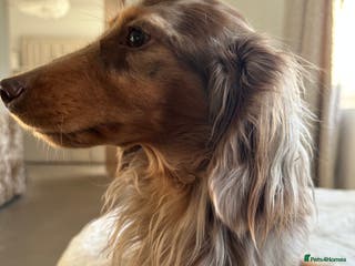 Miniature Dachshund dogs ✨HECTOR✨ MINI LONG HAIRED✨ CHOCOLATE DAPPLE ✨ - Advert 8