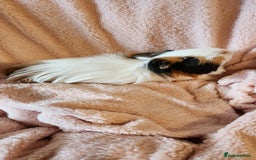 Guinea Pig rodents for sale: Sweet boy needing new home - Image 1