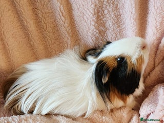 Guinea Pig rodents - Advert 10