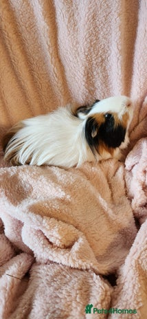 Guinea Pig rodents - Advert 2