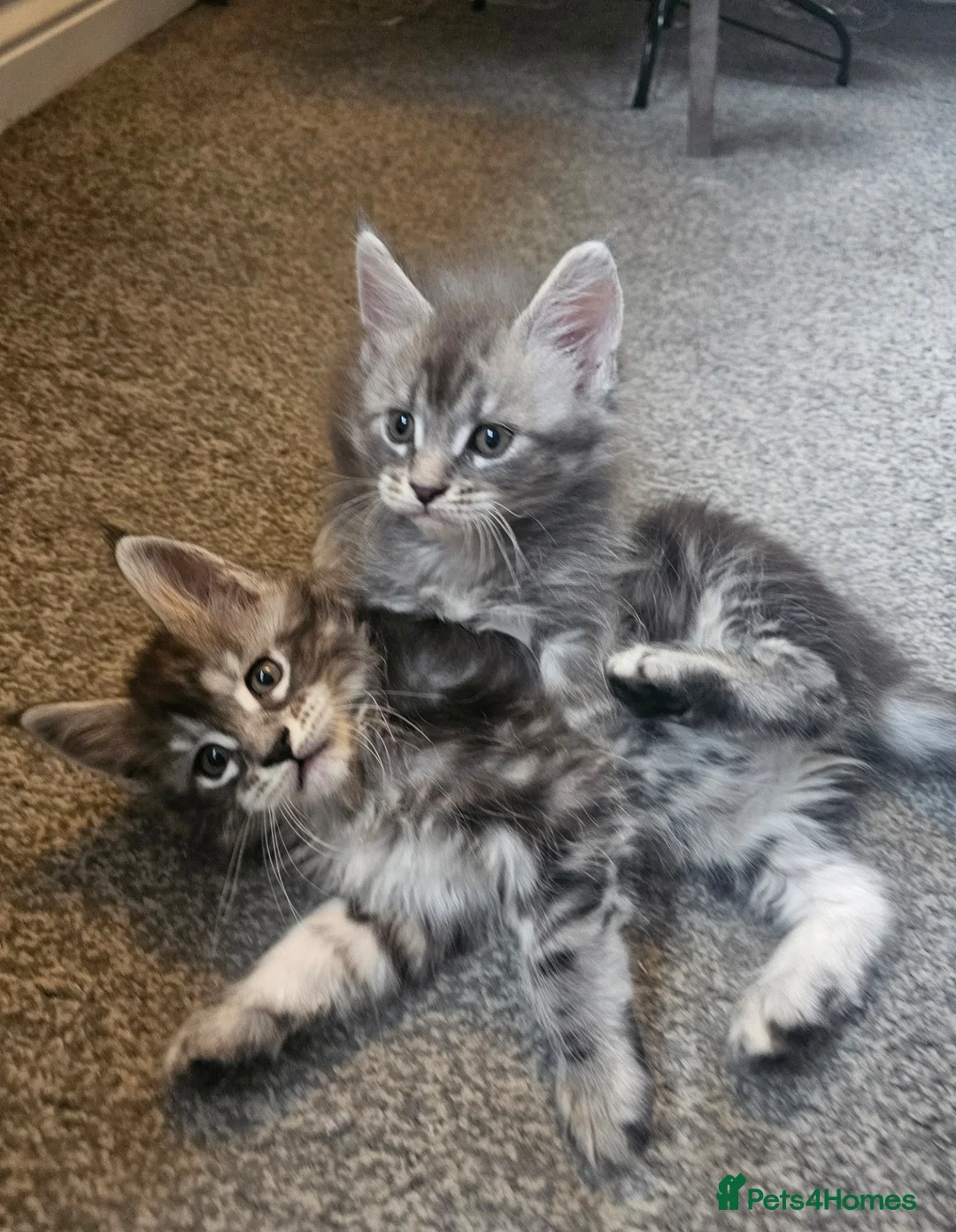 Maine Coon cats for sale: Champion bloodline maine coon kittens TICA - Advert 20