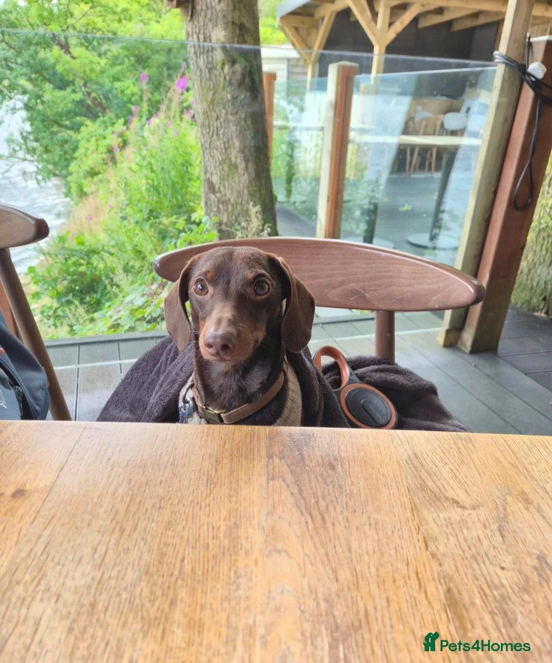 Miniature Dachshund dogs for stud: MINI DASCHUND FOR STUD - Advert 2