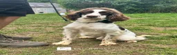 English Springer Spaniel dogs for sale: Freddie - Fully Trained Pet Springer Spaniel - Advert 4