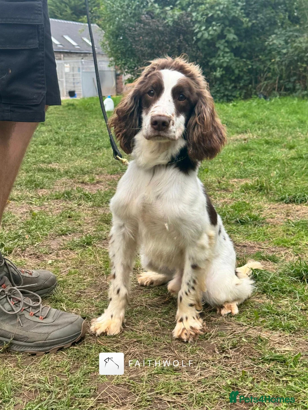 English Springer Spaniel dogs for sale: Freddie - Fully Trained Pet Springer Spaniel - Advert 4