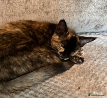 Ragdoll cats - Advert 5