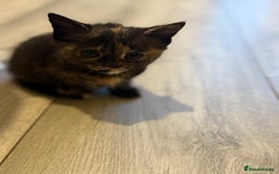 Maine Coon cats for sale: Ready to Go- Beautiful Maincoon x kittens  - Image 8