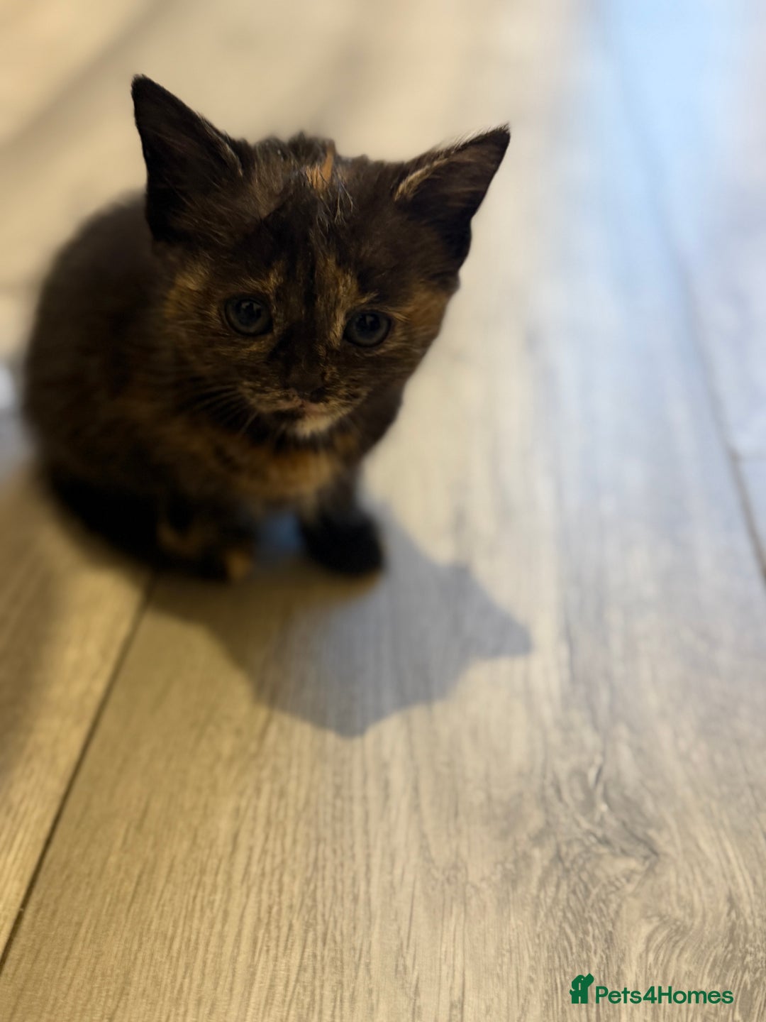 Maine Coon cats for sale: Ready to Go- Beautiful Maincoon x kittens  - Image 8
