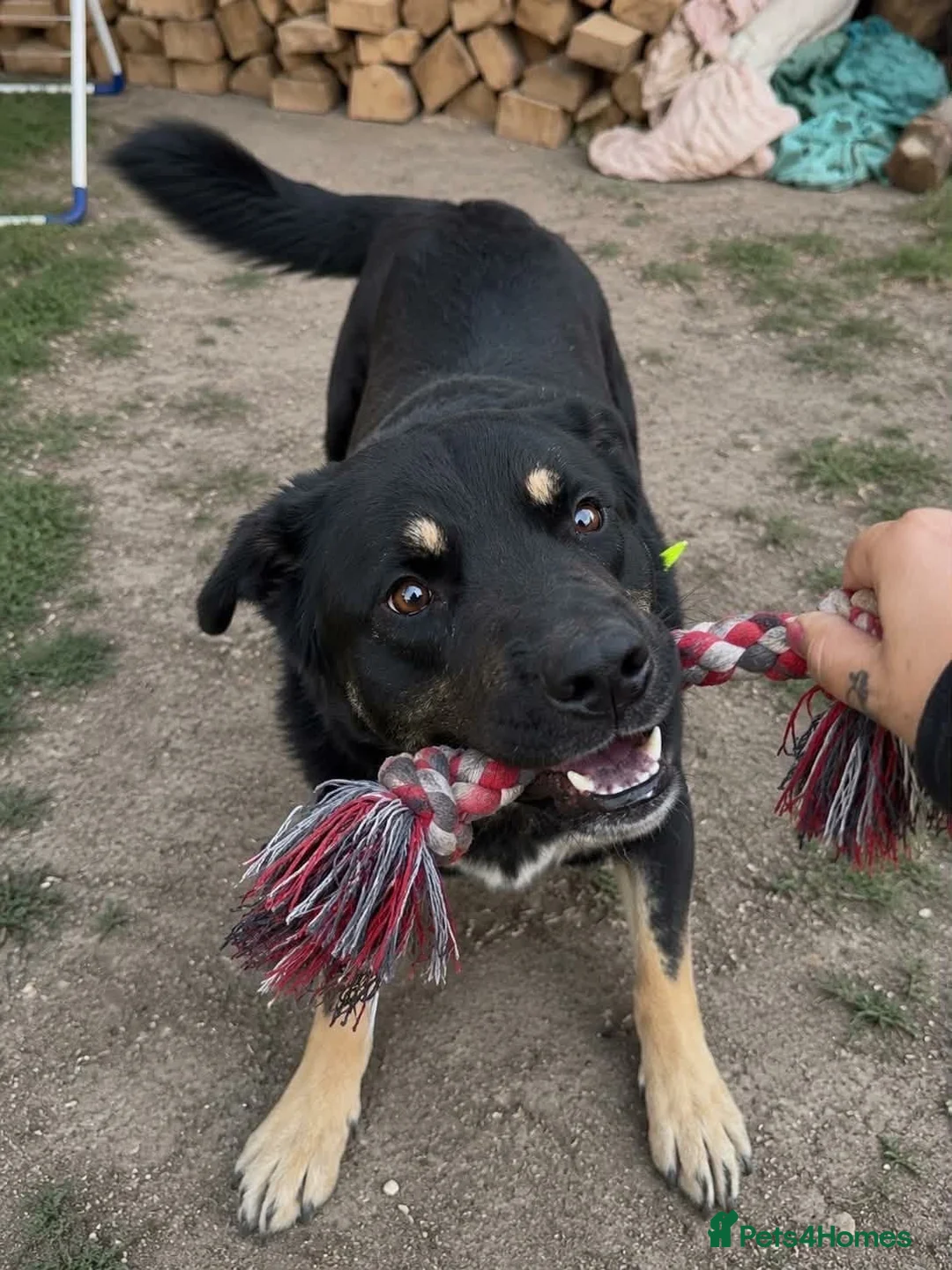 Mixed Breed dogs for adoption: Please Read Oreo’s Story 😔  - Advert 2