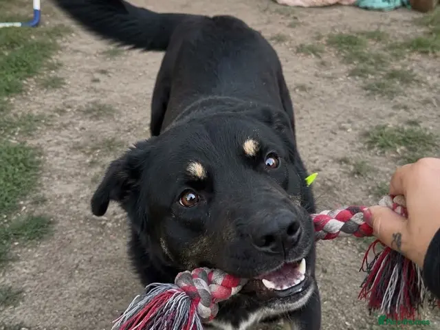 Mixed Breed dogs for adoption: Now Urgent 🚨 Please Read Oreo’s Story 😔 - Advert 1