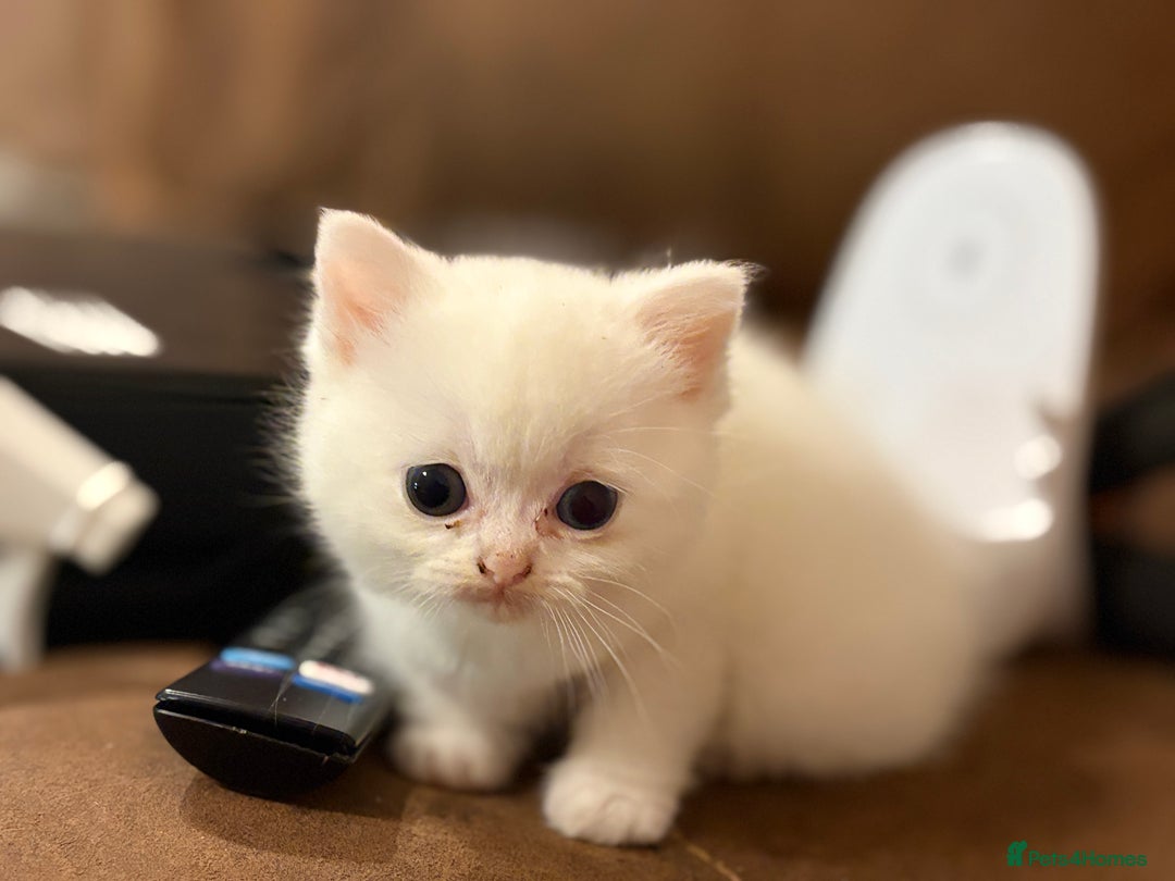 Persian cats for sale: White half Persian kitten, ready  **  eve - Advert 6