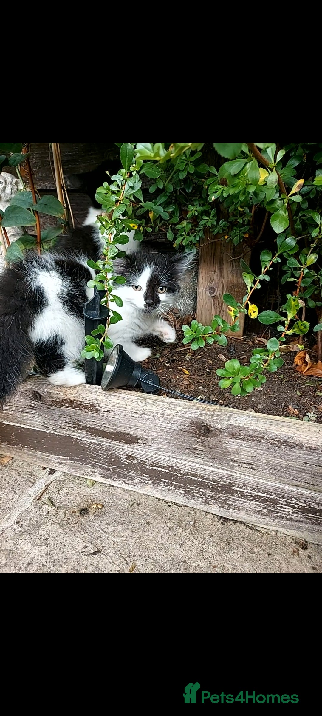 British Longhair cats for sale: ❤️Urgent 2 lovely sweet kitten left - Image 4
