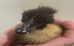 Ducks poultry for sale: Indian runner ducks /pompom runners  - Image 3