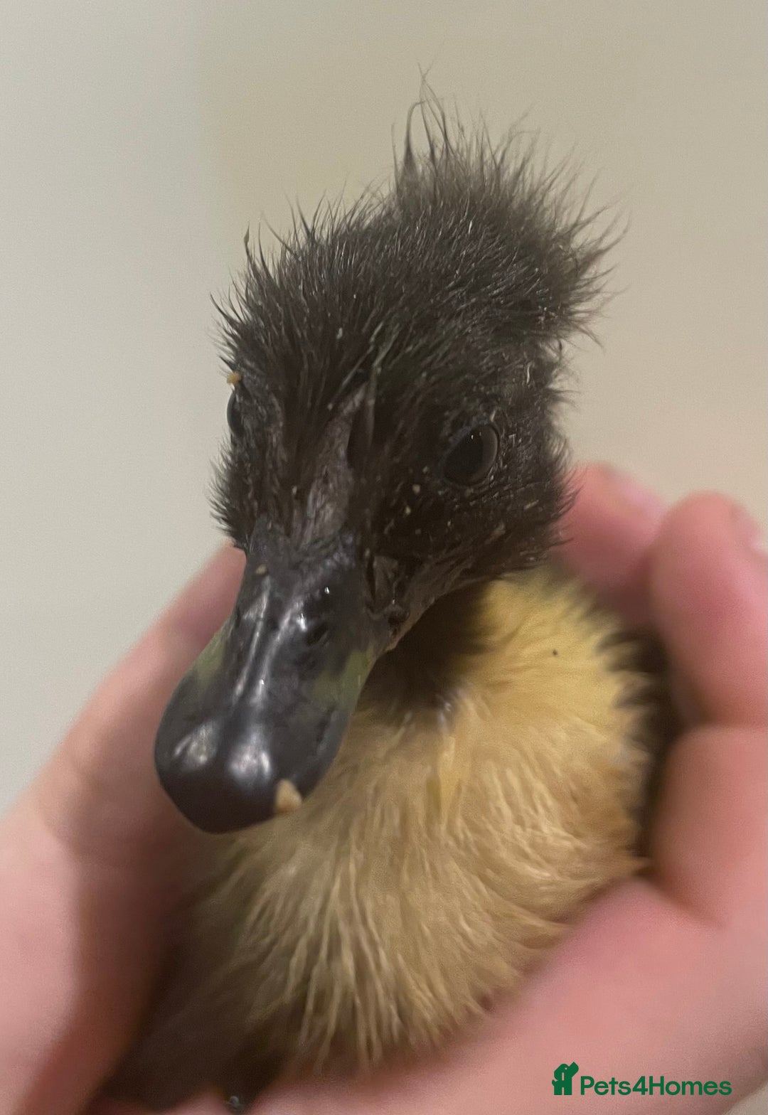 Ducks poultry for sale: Indian runner ducks /pompom runners  - Image 3