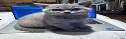 Mixed Breed cats for sale: Mixed breed kittens for sale in Stourbridge - Advert 6